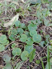 Hydrocotyle bonplandii