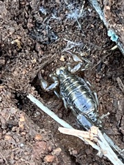 Superstitionia donensis