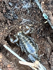 Superstitionia donensis