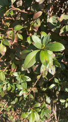 Rhododendron indicum