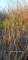 Polygonum stypticum