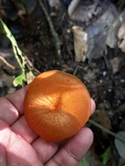 Marasmius cladophyllus