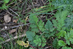 Erodium ciconium