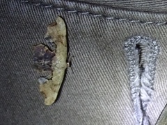 Calledapteryx dryopterata