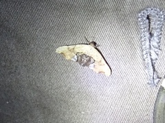 Calledapteryx dryopterata