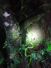 Bothriechis lateralis