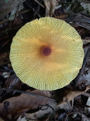 Leucocoprinus brunneoluteus