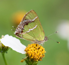 Chlorostrymon simaethis