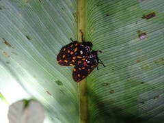 Mahanarva costaricensis