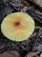 Leucocoprinus brunneoluteus