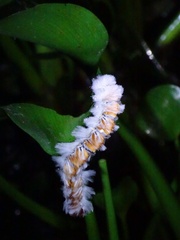 Neopreptos marathusa