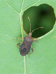 Hypselonotini