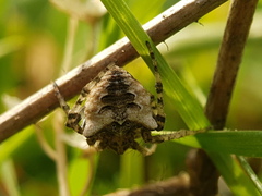 Gibbaranea bituberculata