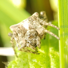 Gibbaranea bituberculata