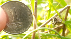 Gibbaranea bituberculata