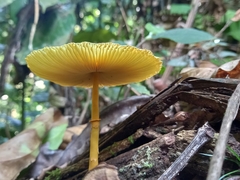 Leucocoprinus brunneoluteus