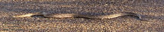 Pantherophis emoryi