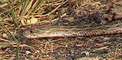 Pantherophis emoryi
