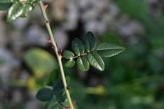 Rosa sempervirens