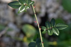 Rosa sempervirens