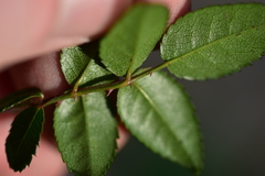 Rosa sempervirens