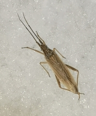 Stenodema calcarata