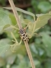 Astylus atromaculatus