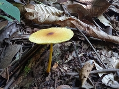 Leucocoprinus brunneoluteus