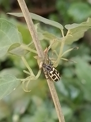 Astylus atromaculatus