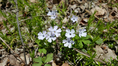Phlox subulata