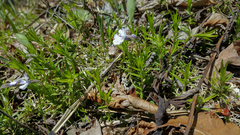 Phlox subulata