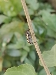 Astylus atromaculatus