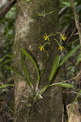 Encyclia