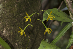 Encyclia