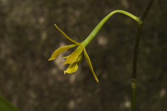 Encyclia