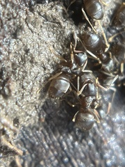 Lasius americanus