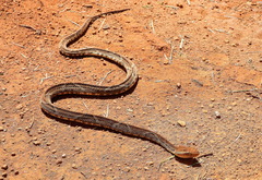 Bothrops moojeni