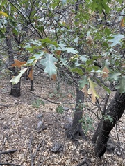 Quercus gravesii