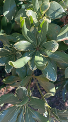 Pittosporum tobira