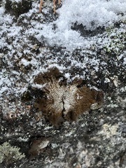 Umbilicaria havaasii