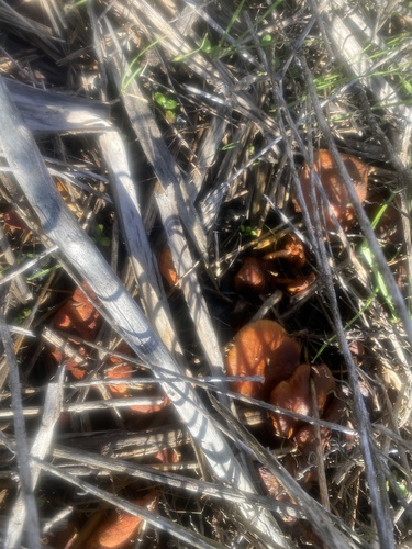 iNaturalist observation photo of Common Gilled Mushrooms and Allies