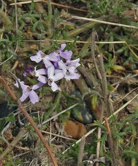 Glandularia parodii