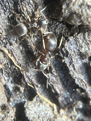 Lasius americanus
