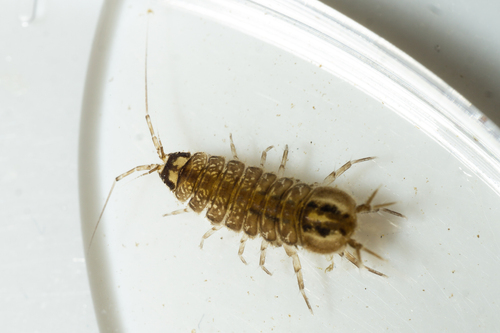 aquatic sowbug