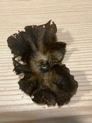 Umbilicaria havaasii