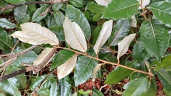 Elaeagnus × ebbingei