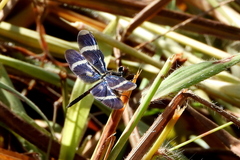 Zenithoptera lanei