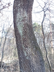 Quercus petraea