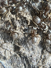 Lasius americanus