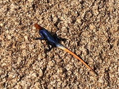 Agama planiceps